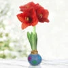 Spring Fever Waxed Amaryllis -Plants Shop 42234 spring fever waxed amaryllis 3