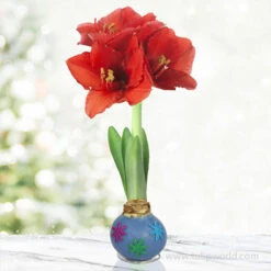 Spring Fever Waxed Amaryllis