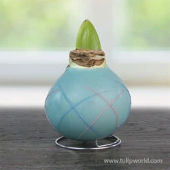 Pearl Picasso Waxed Amaryllis 5 Pearl Picasso Waxed Amaryllis -Plants Shop 42235 pearl picasso waxed amaryllis 2