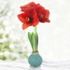 Pearl Picasso Waxed Amaryllis -Plants Shop 42235 pearl picasso waxed amaryllis 3