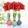 Pearl Waxed Amaryllis Collection 2 Pearl Waxed Amaryllis Collection -Plants Shop 42237 pearl waxed amaryllis collection 2
