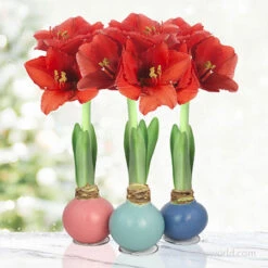 Pearl Waxed Amaryllis Collection