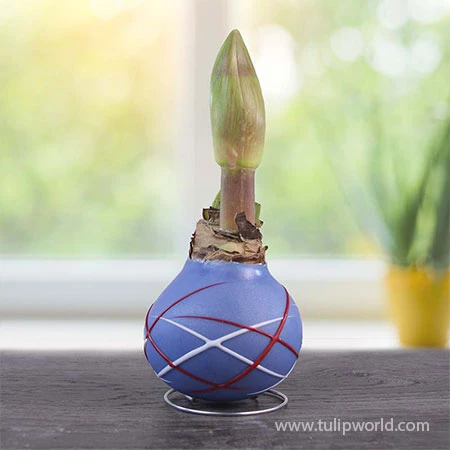 Stars And Stripes Waxed Amaryllis Collection 6 Stars And Stripes Waxed Amaryllis Collection - Image 4