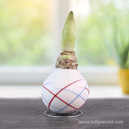 Stars And Stripes Waxed Amaryllis Collection 8 Stars And Stripes Waxed Amaryllis Collection - Image 6