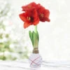 Sparkler White Picasso Waxed Amaryllis -Plants Shop 42239 sparkler picasso waxed amaryllis 3 1