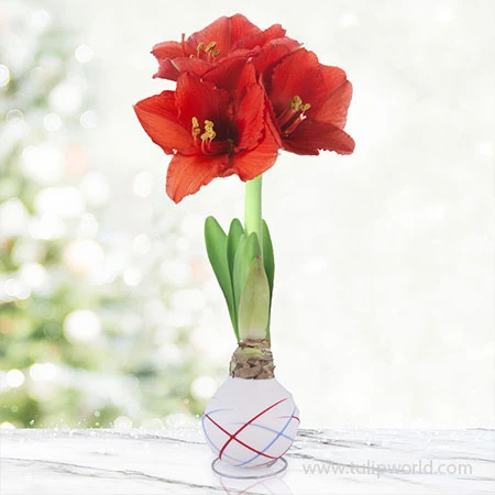 Stars And Stripes Waxed Amaryllis Collection 7 Stars And Stripes Waxed Amaryllis Collection - Image 5