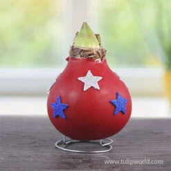 Stars And Stripes Waxed Amaryllis Collection 17 Stars And Stripes Waxed Amaryllis Collection -Plants Shop 42240 star spangled waxed amaryllis 2