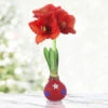 Star Spangled Red Waxed Amaryllis 2 Star Spangled Red Waxed Amaryllis -Plants Shop 42240 star spangled waxed amaryllis 3 1