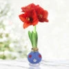 Freedom Blue Waxed Amaryllis -Plants Shop 42241 freedom waxed amaryllis 3