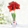 Liberty White Waxed Amaryllis -Plants Shop 42242 liberty waxed amaryllis 3