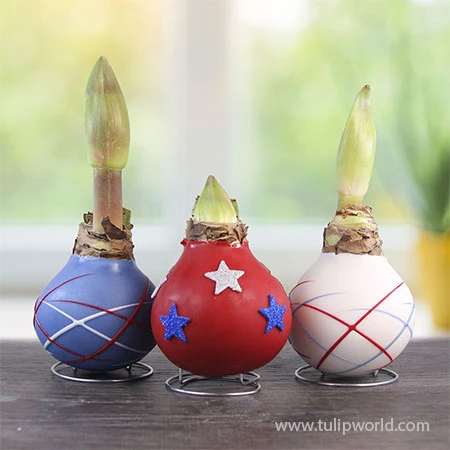 Stars And Stripes Waxed Amaryllis Collection 4 Stars And Stripes Waxed Amaryllis Collection - Image 2