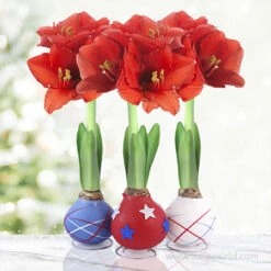 Stars And Stripes Waxed Amaryllis Collection