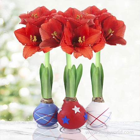 Stars And Stripes Waxed Amaryllis Collection 3 Stars And Stripes Waxed Amaryllis Collection