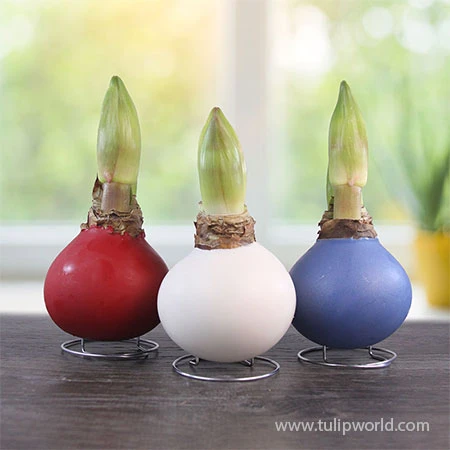 American Spirit Trio Waxed Amaryllis Collection 4 American Spirit Trio Waxed Amaryllis Collection - Image 2