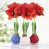 American Spirit Trio Waxed Amaryllis Collection