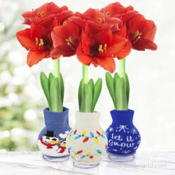 Snowing And Glowing Sweater Amaryllis Collection