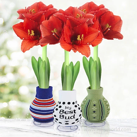 Be Well Sweater Amaryllis Collection 3 Be Well Sweater Amaryllis Collection