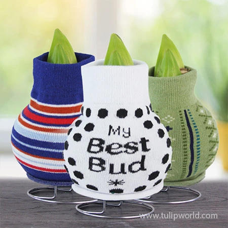 Be Well Sweater Amaryllis Collection 4 Be Well Sweater Amaryllis Collection - Image 2