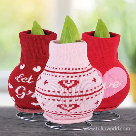 Love Bug Sweater Amaryllis Collection 4 Love Bug Sweater Amaryllis Collection - Image 2