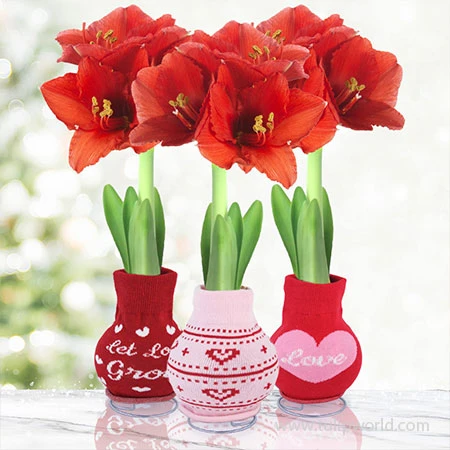 Love Bug Sweater Amaryllis Collection 3 Love Bug Sweater Amaryllis Collection