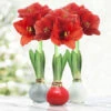 Believe In Joy Waxed Amaryllis Collection -Plants Shop 42418 believe in joy waxed collection