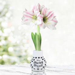 That's What Friends Are For Sweater Amaryllis