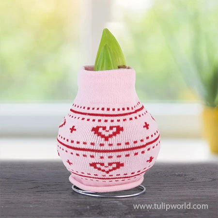 Amaryllis Delight Sweater Amaryllis 4 Amaryllis Delight Sweater Amaryllis - Image 2