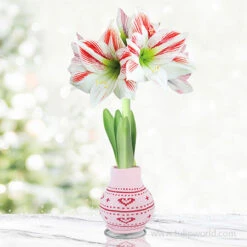 Amaryllis Delight Sweater Amaryllis