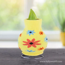 Sweater Amaryllis Gift Set -Plants Shop 42449 sunshine daydream 2