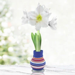 Sweater Amaryllis Gift Set -Plants Shop 42450 cheer up buttercup 1
