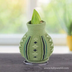 Sweater Amaryllis Gift Set -Plants Shop 42451 cozy sweater amaryllis apple blossom 2 1