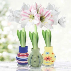 Sweater Amaryllis Gift Set