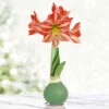 Mistletoe Waxed Amaryllis -Plants Shop 42458 mistletoe