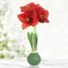 Ruby Red Waxed Amaryllis -Plants Shop 42460 ruby red