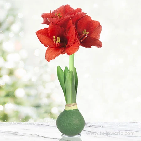 Ruby Red Waxed Amaryllis 3 Ruby Red Waxed Amaryllis