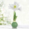 Crystal Clear Waxed Amaryllis -Plants Shop 42461 crystal clear