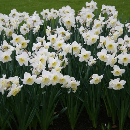 Mount Hood Daffodil 4 Mount Hood Daffodil - Image 2