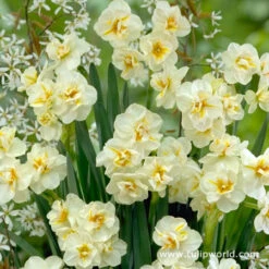 Double Flowering Daffodil Collection 15 Double Flowering Daffodil Collection -Plants Shop 4312E