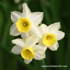 Miniature Daffodil Collection 20 Miniature Daffodil Collection -Plants Shop 4408