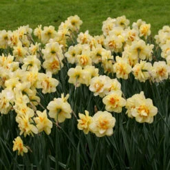 Double Flowering Daffodil Collection 19 Double Flowering Daffodil Collection -Plants Shop 4413E