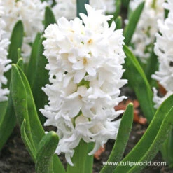 Carnegie Hyacinth -Plants Shop 4501
