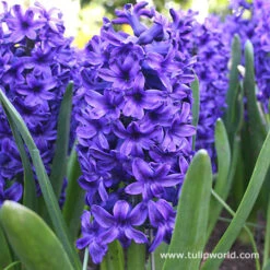 Colorful And Fragrant Hyacinth Collection -Plants Shop 4503 1
