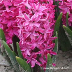 Colorful And Fragrant Hyacinth Collection -Plants Shop 4505 1