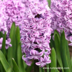 Colorful And Fragrant Hyacinth Collection -Plants Shop 4509 1