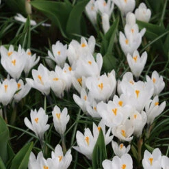 Spring Crocus Collection 19 Spring Crocus Collection -Plants Shop 4524E