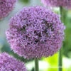 Gladiator Allium -Plants Shop 4552