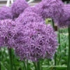 Globemaster Allium