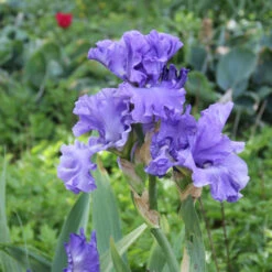 Cool Bearded Iris Collection -Plants Shop 4687E