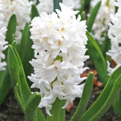 Forced Bulbs Hyacinth Collection -Plants Shop 47012