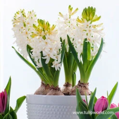 Forced Bulbs Hyacinth Collection -Plants Shop 47012 carnegie hyacinth pre chilled